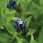 Blue Ice Amsonia