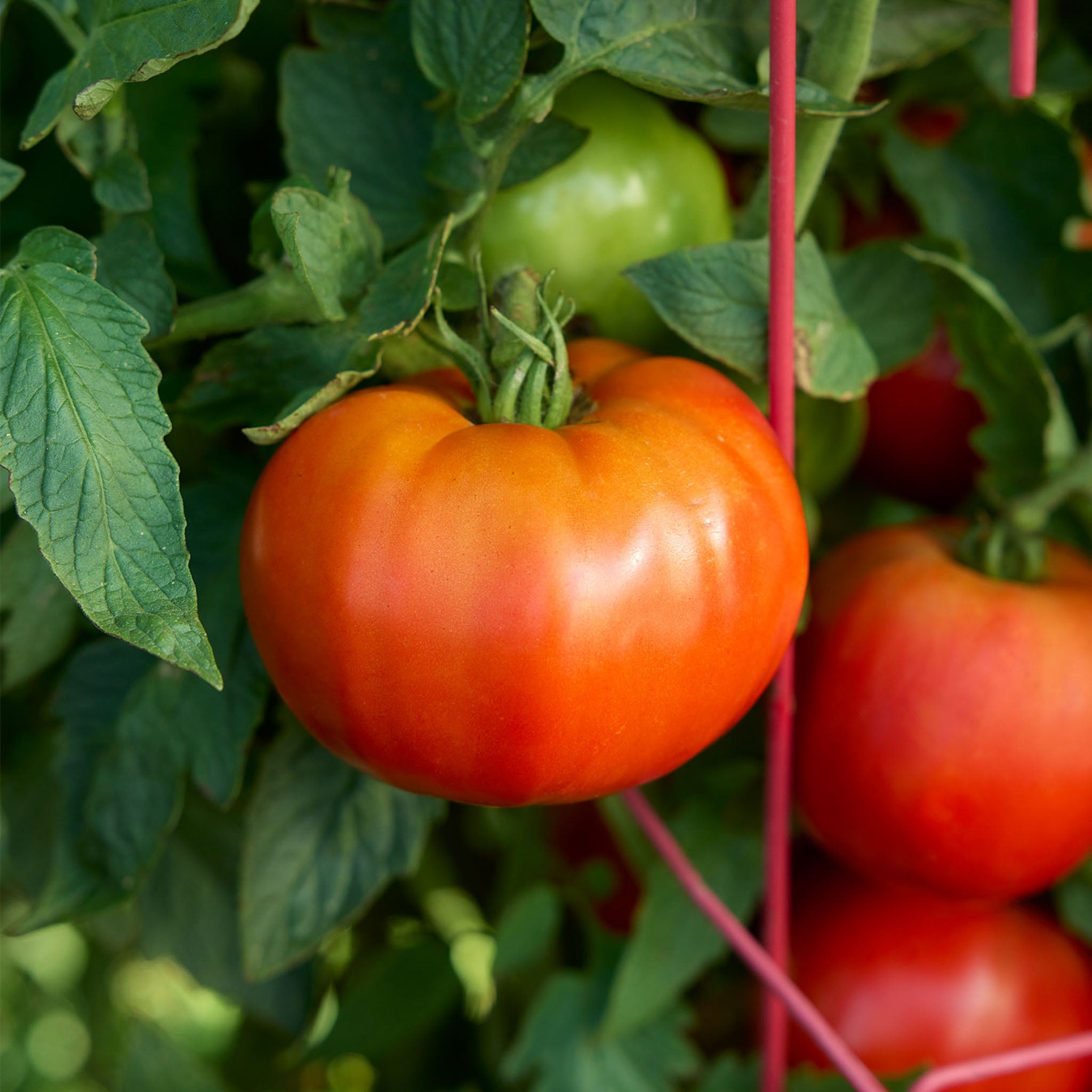 SuperTom! Tomato