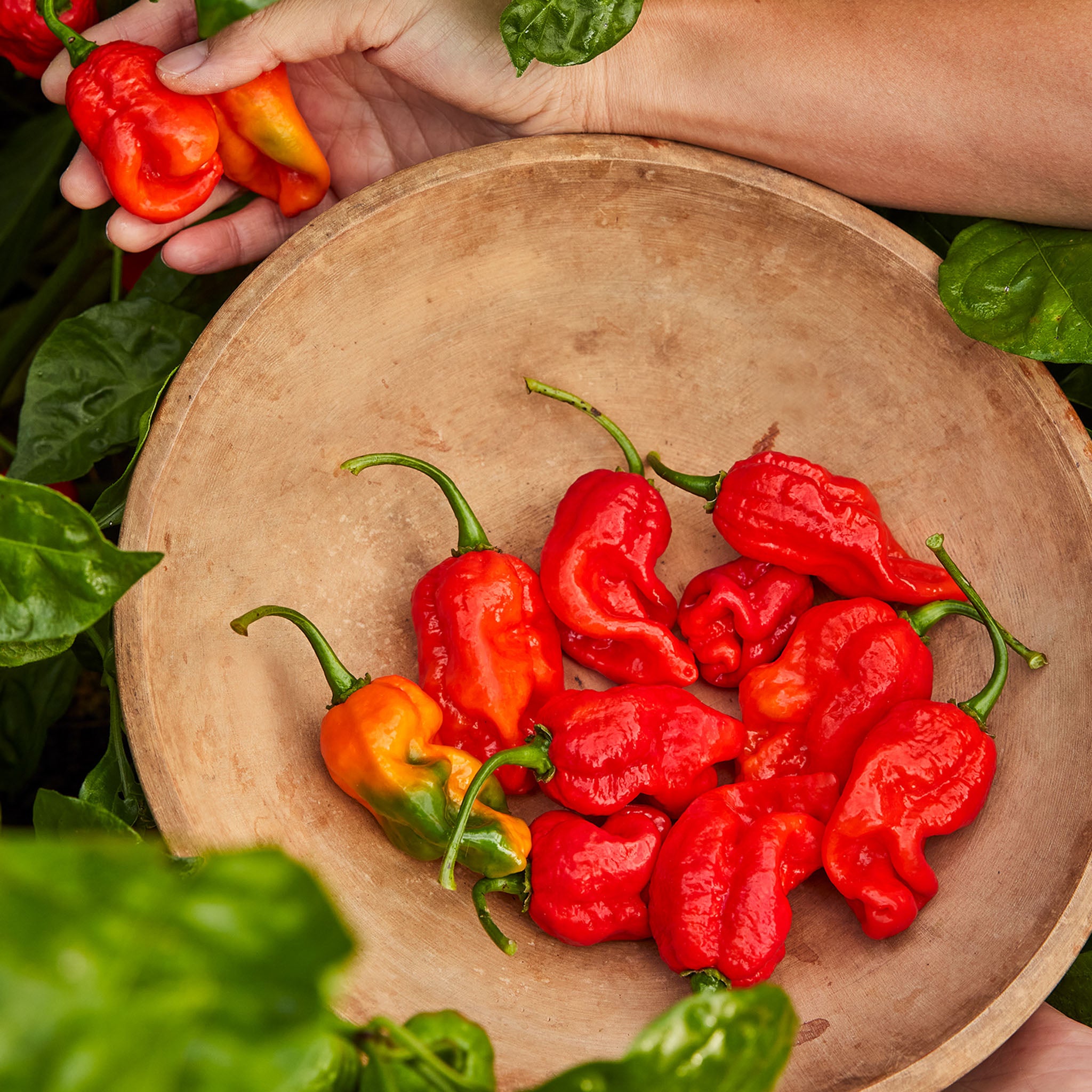 Armageddon Hot Pepper