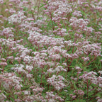 Little Joe Eupatorium Dubium