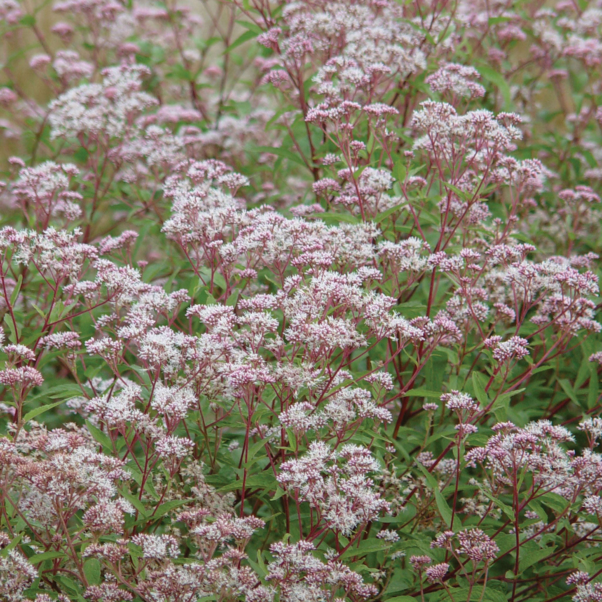 Little Joe Eupatorium Dubium