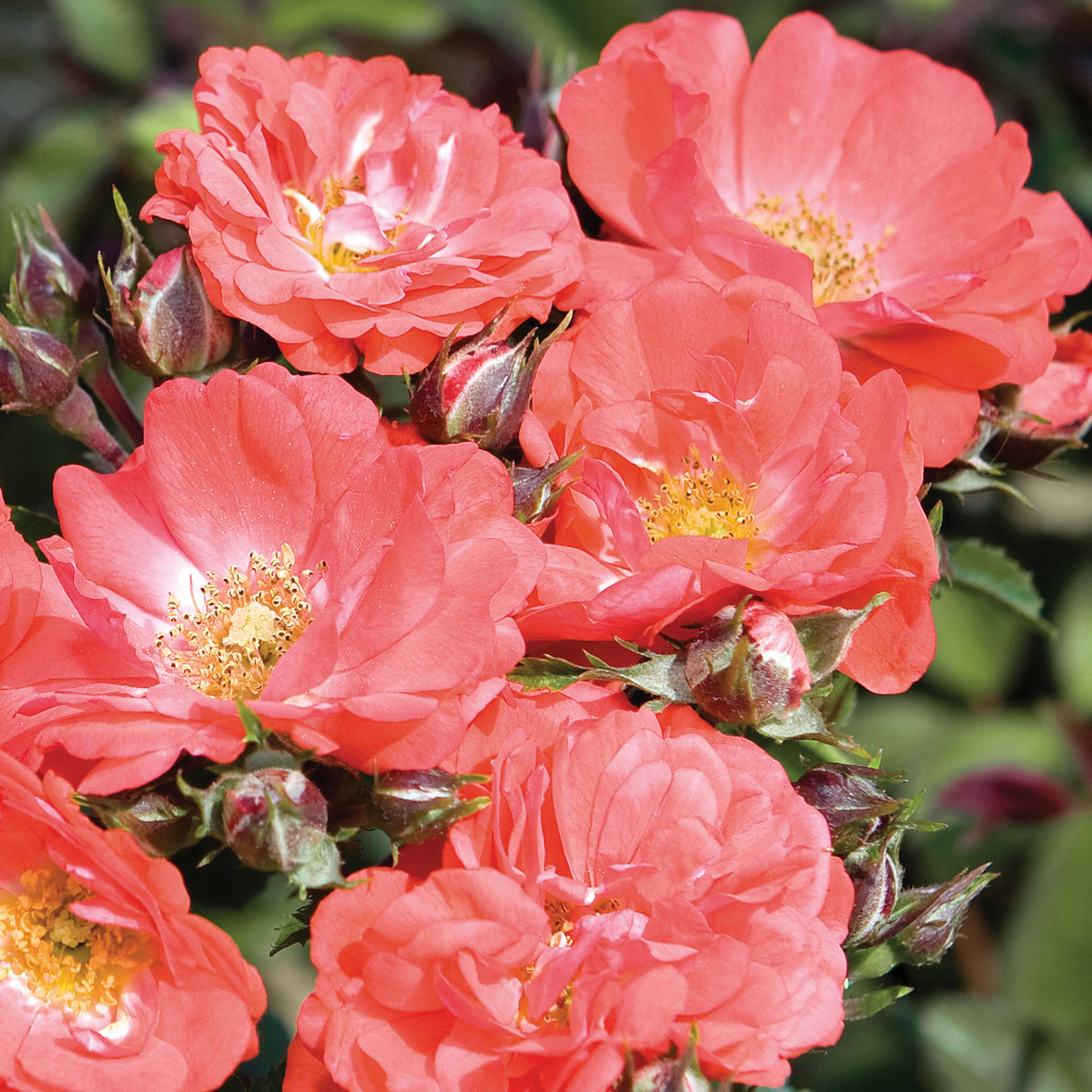 Coral Drift Rose Bare Root