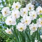 Dreamlight Daffodil Bulbs