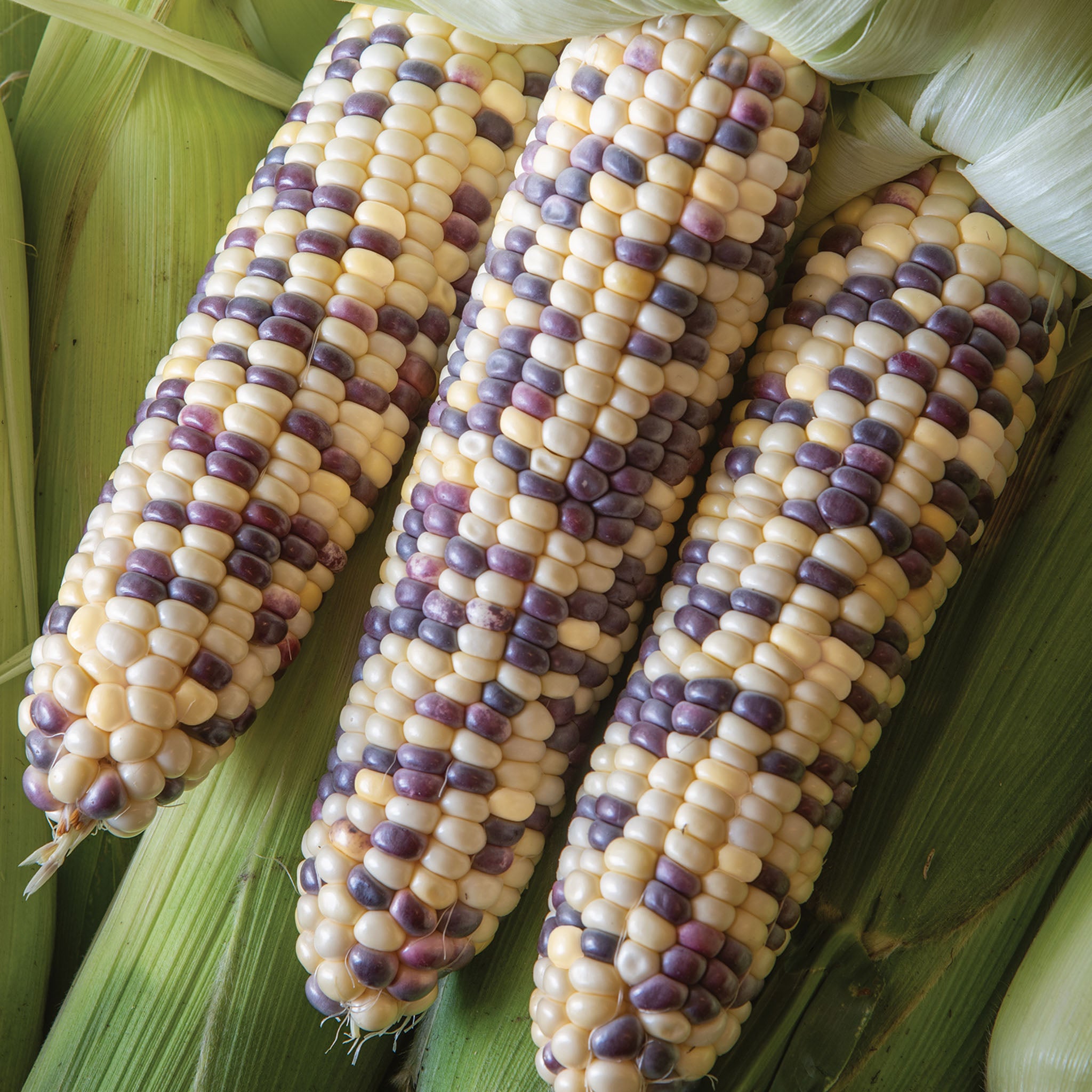 Wild Violet Sweet Corn