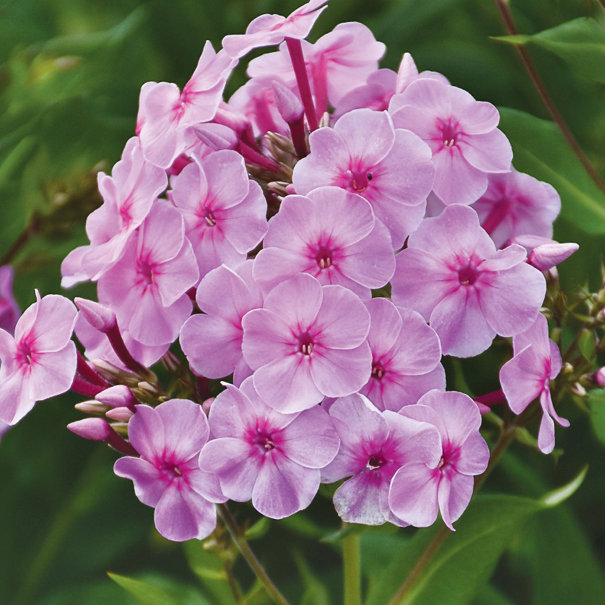 Uptown Girl Phlox Paniculata
