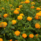 Mission Giant Orange Marigold