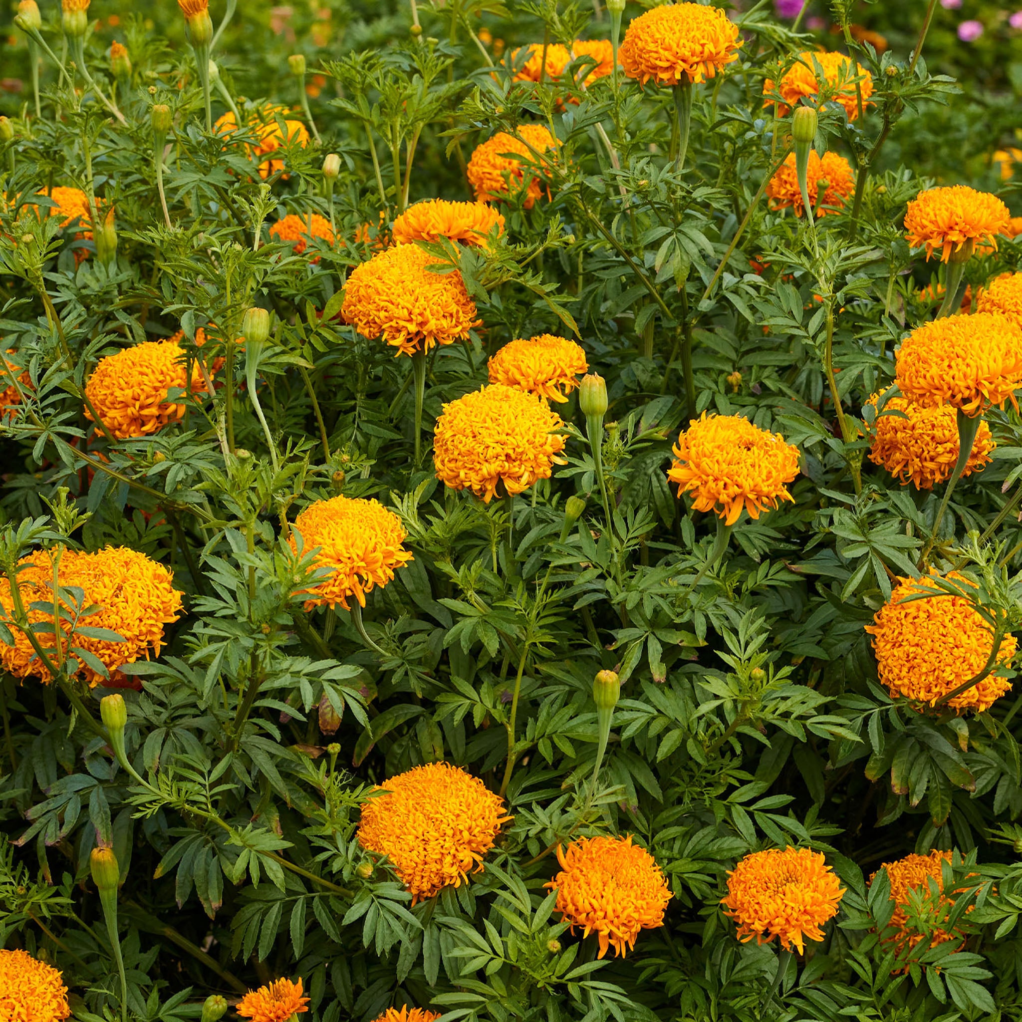 Mission Giant Orange Marigold