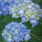 Nikko Blue Hydrangea