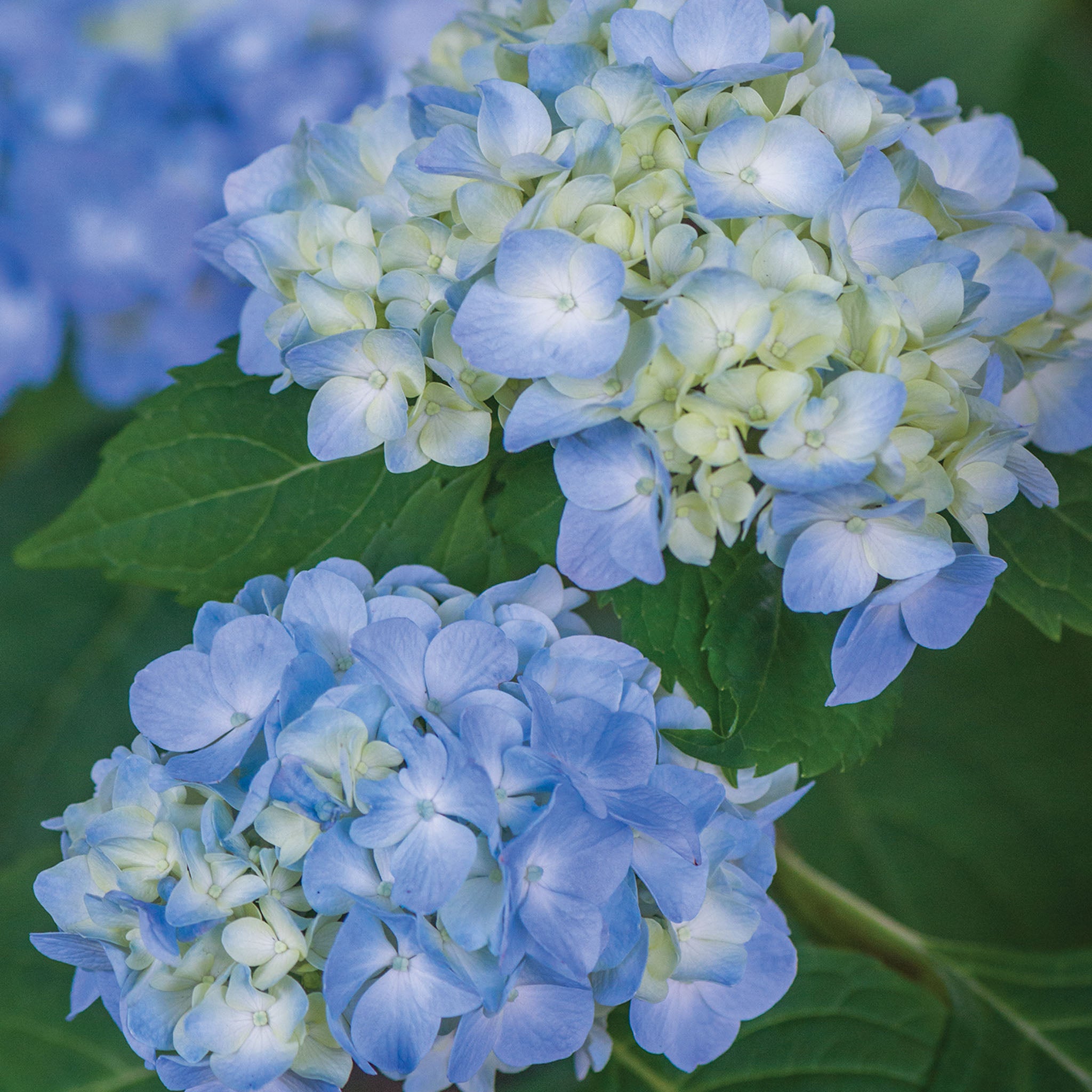 Nikko Blue Hydrangea