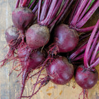 Moulin Rouge Beet