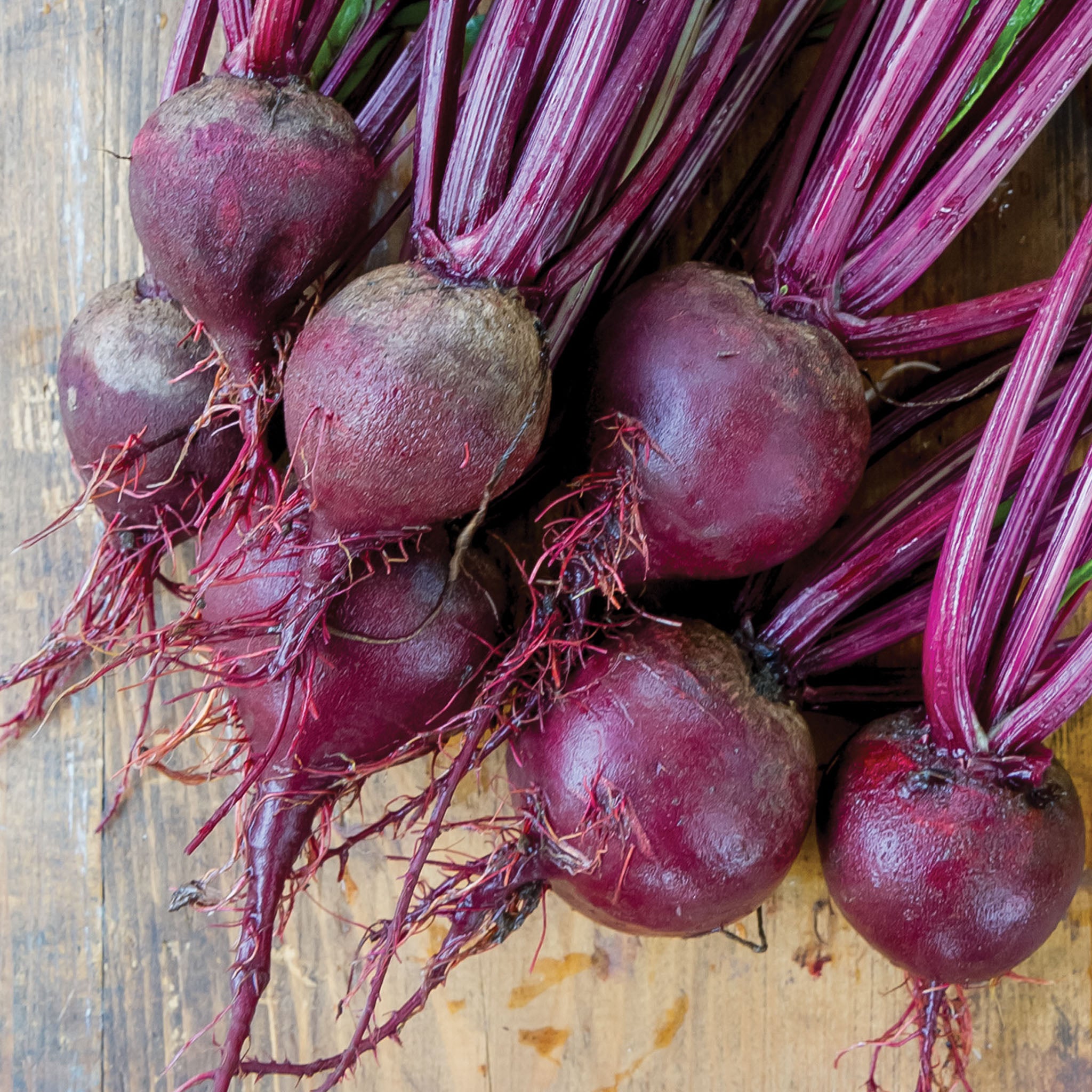 Moulin Rouge Beet