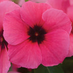Tattoo Raspberry Vinca