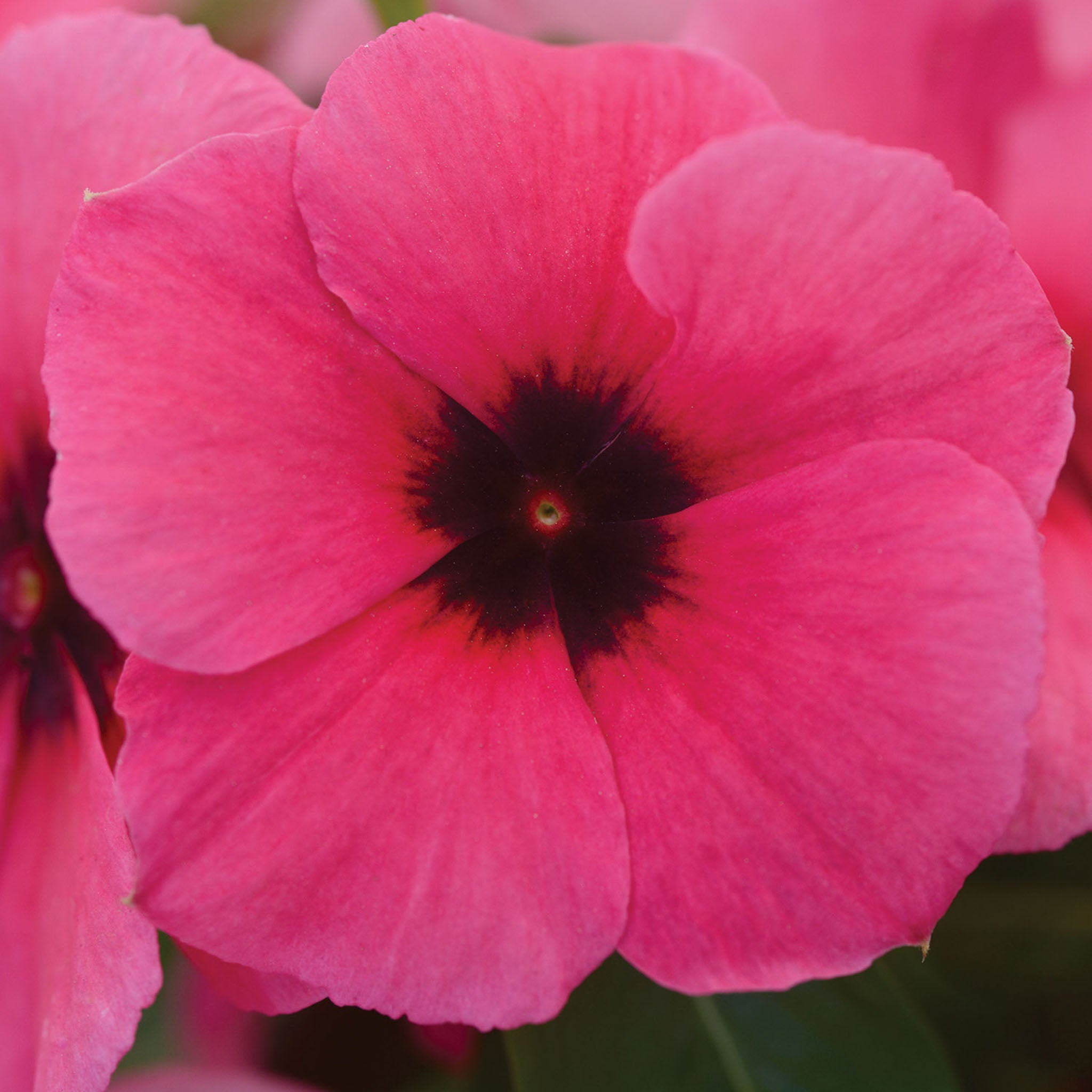 Tattoo Raspberry Vinca