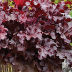 Dolce® Cherry Truffles Heuchera