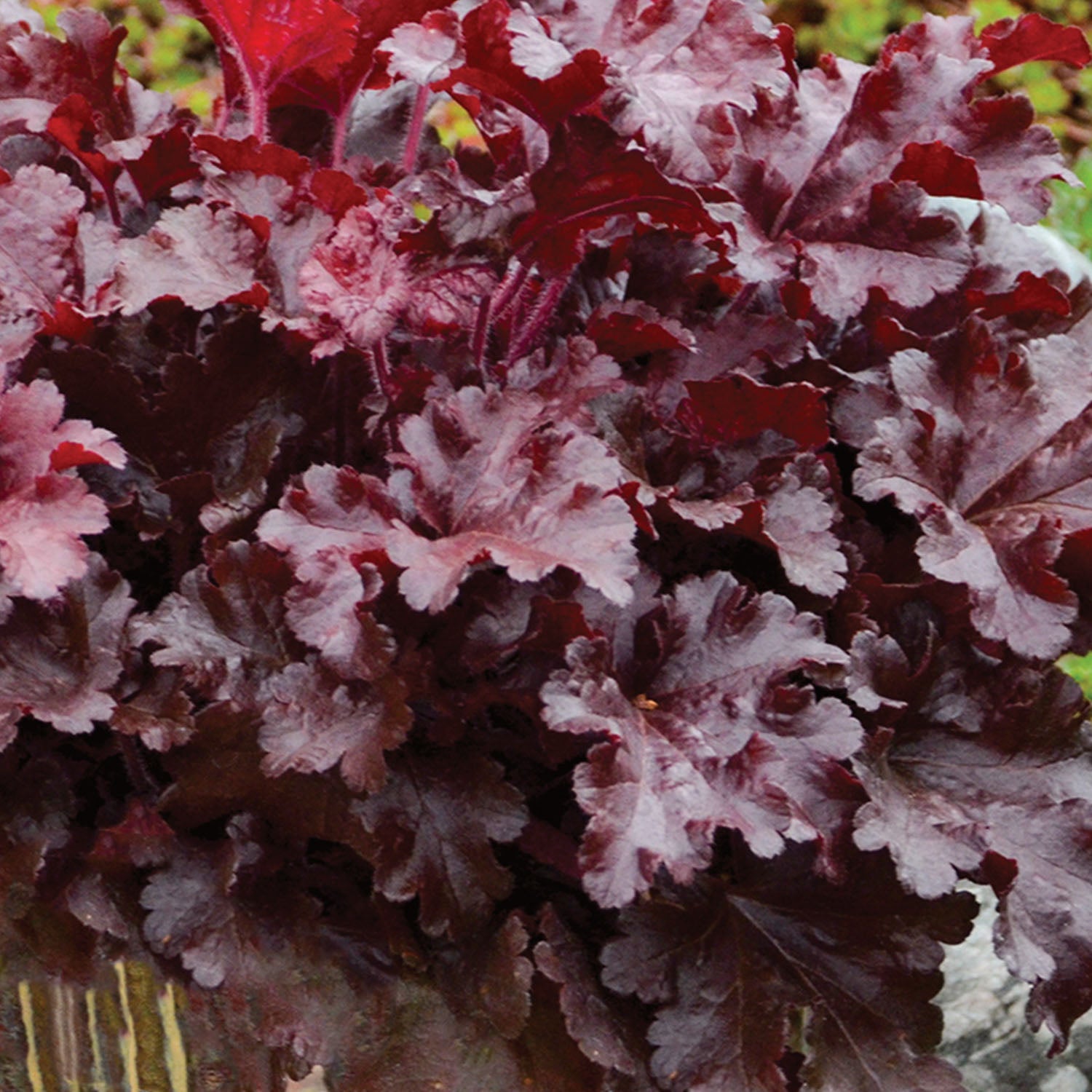 Dolce® Cherry Truffles Heuchera