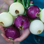 Intermediate Day Collection Onions