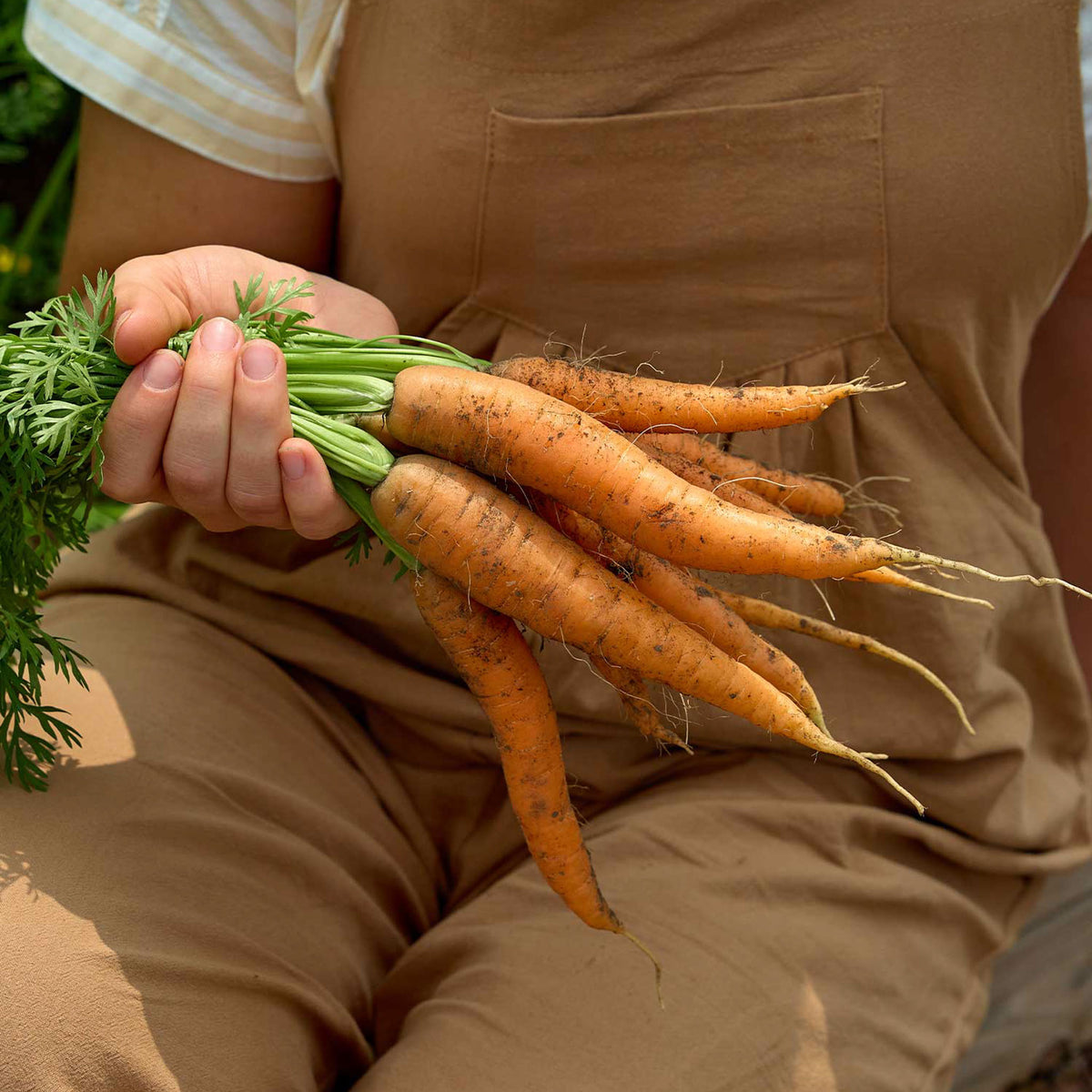 Nantes Half Long Carrot