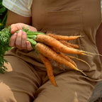 Nantes Half Long Carrot