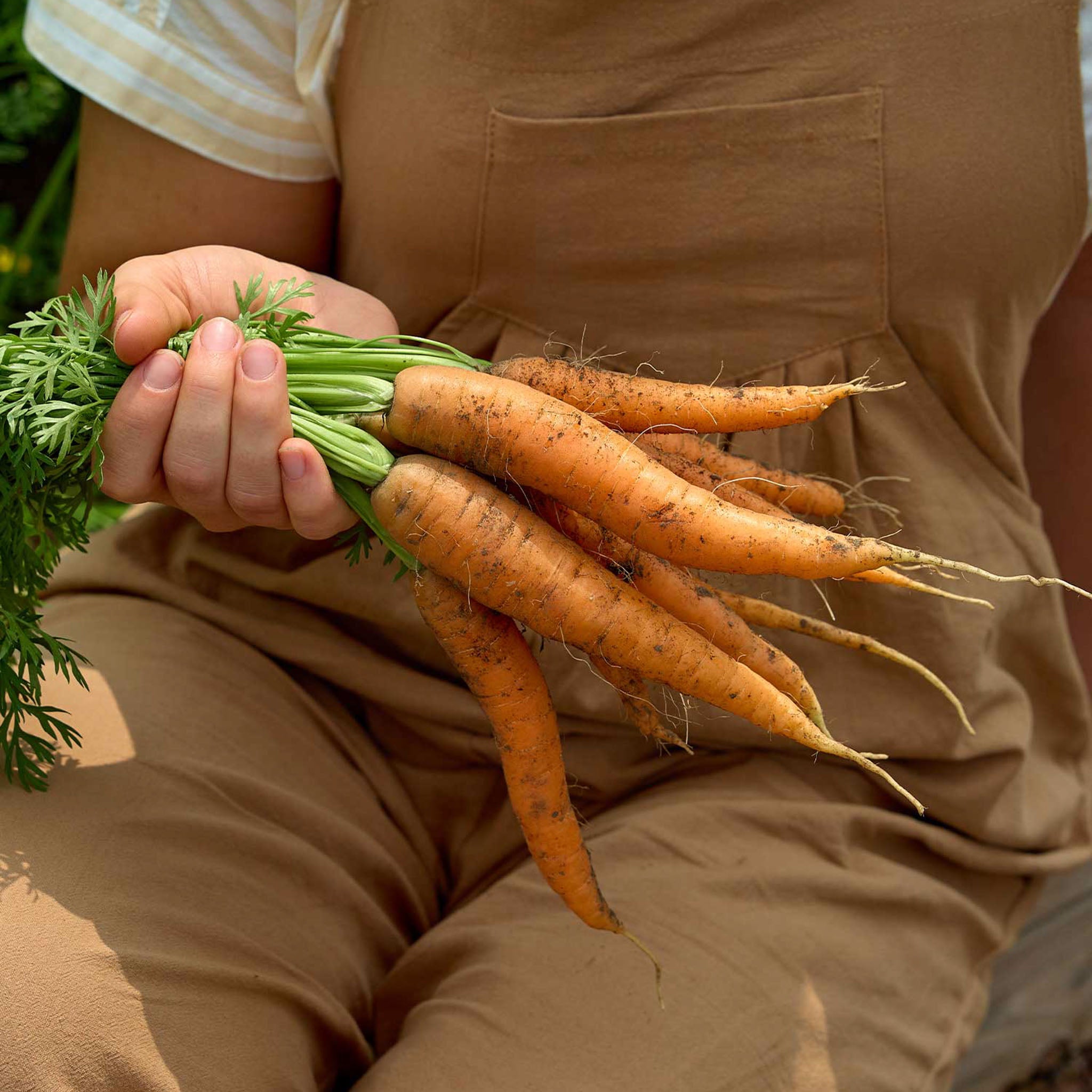 Nantes Half Long Carrot