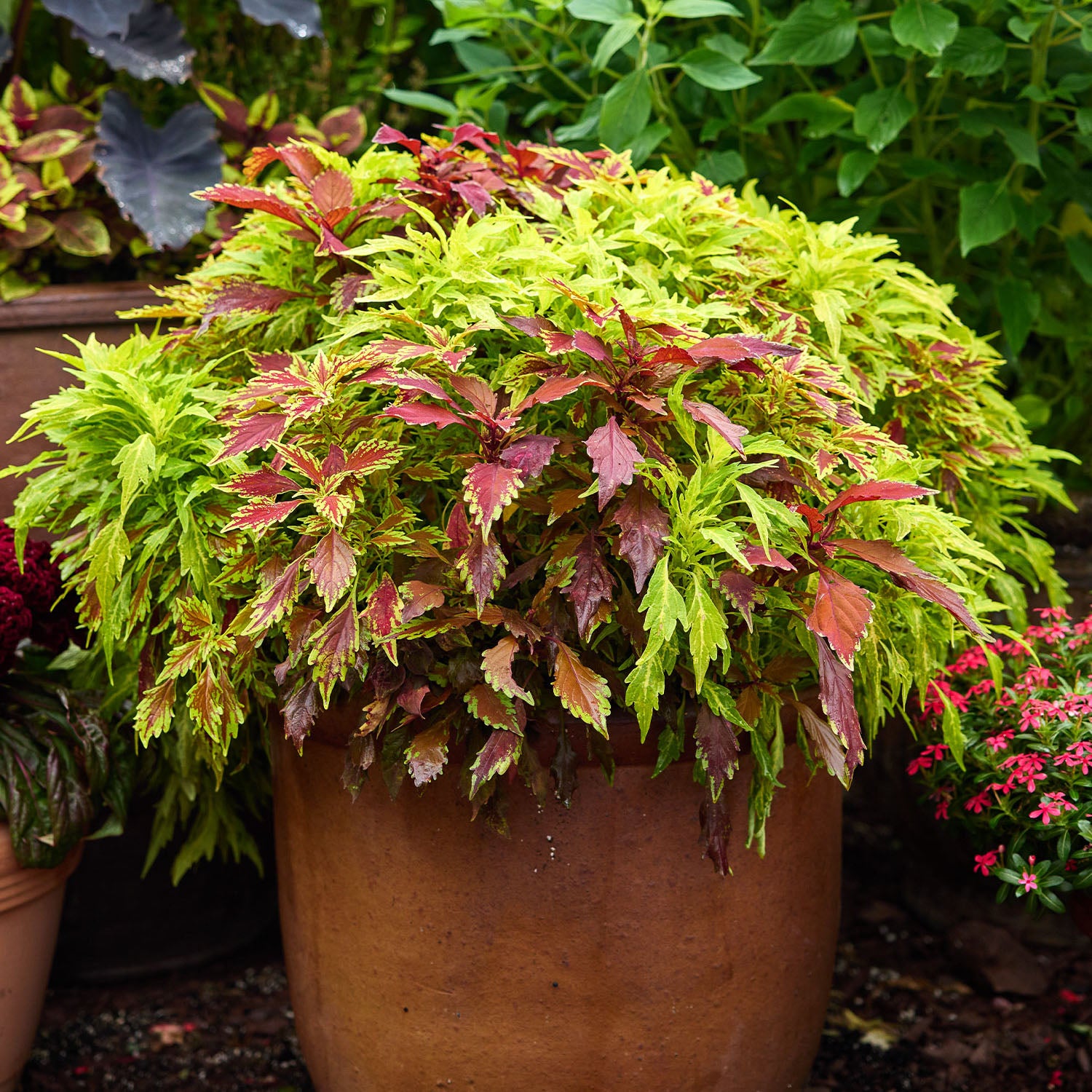 MixMasters Fire and Spice Coleus