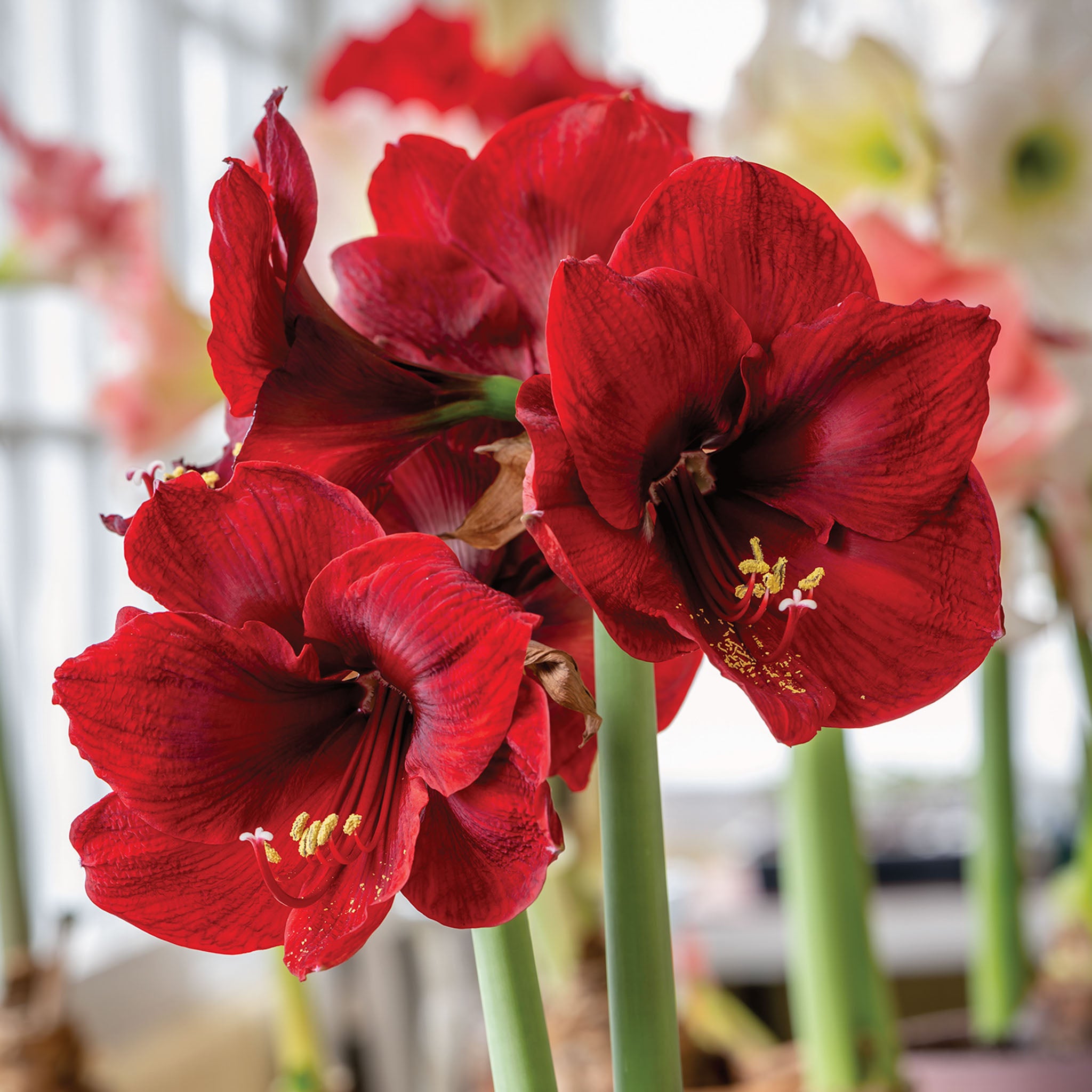 Grand Diva Amaryllis Bulb