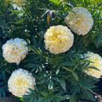 Snowball Marigold