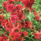Double Scoop Orangeberry Echinacea