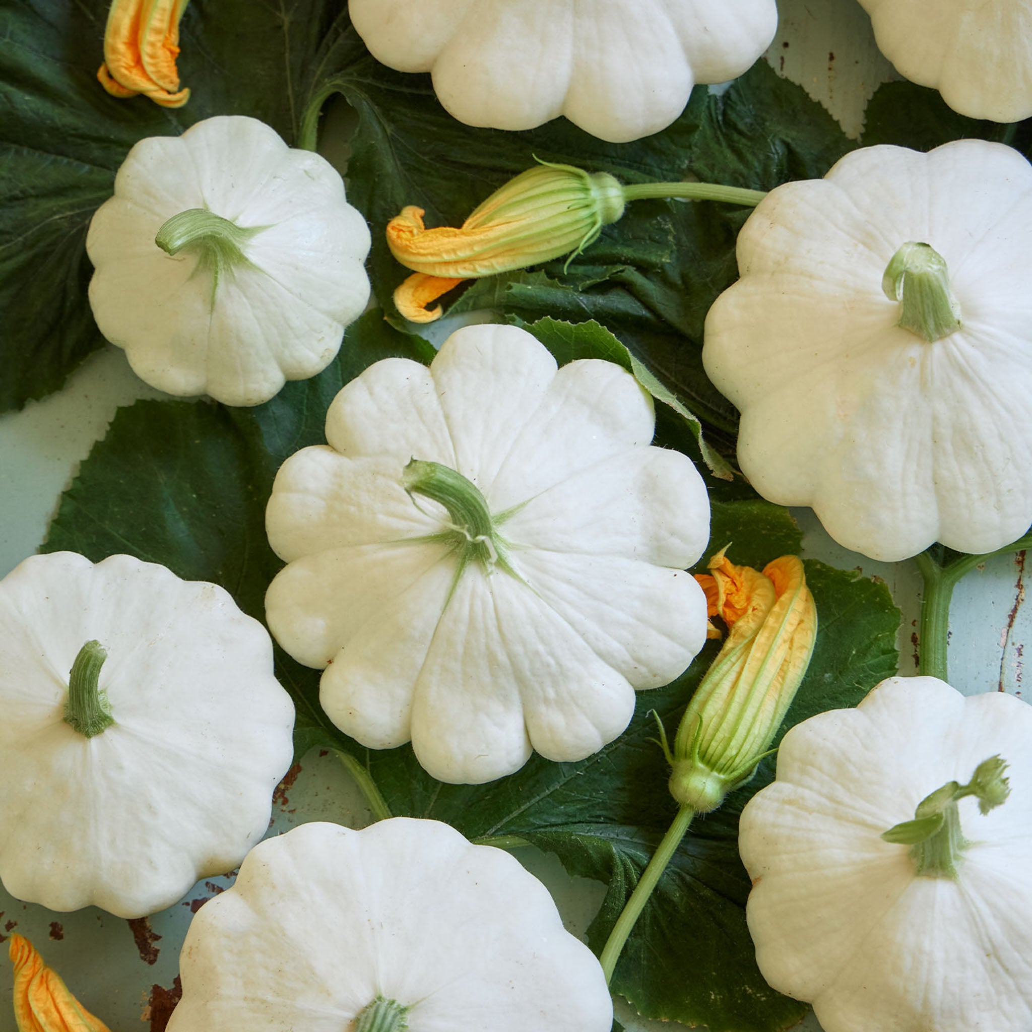 Snowburst Squash