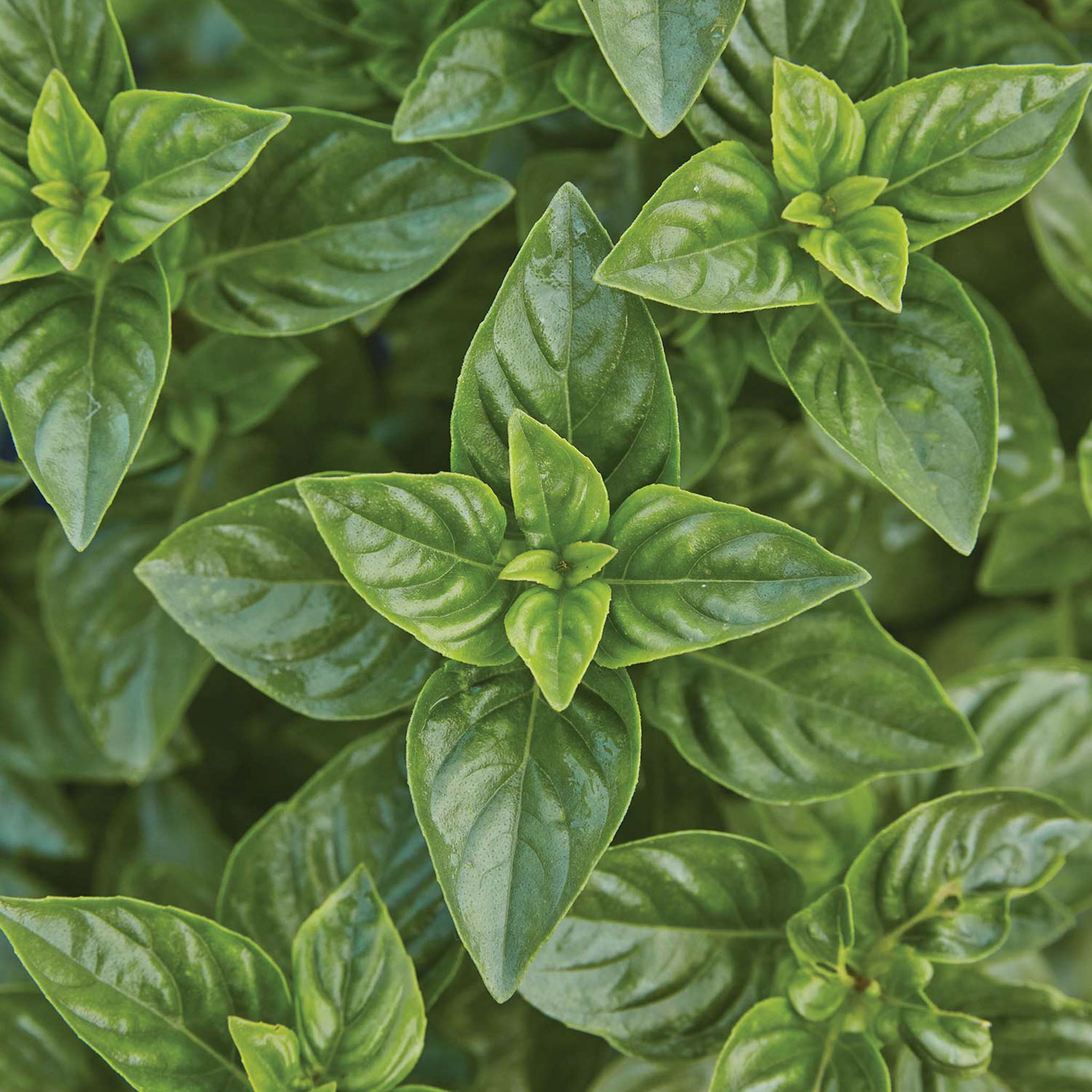 Limoncello Lemon Scented Basil