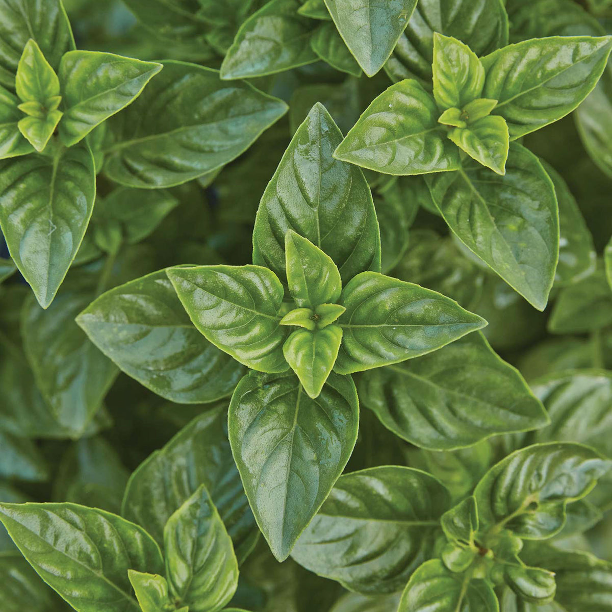 Limoncello Lemon Scented Basil