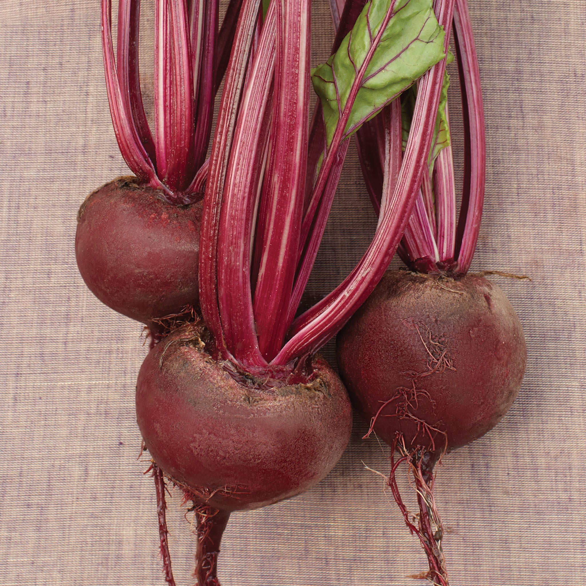 Early Wonder Organic Beet