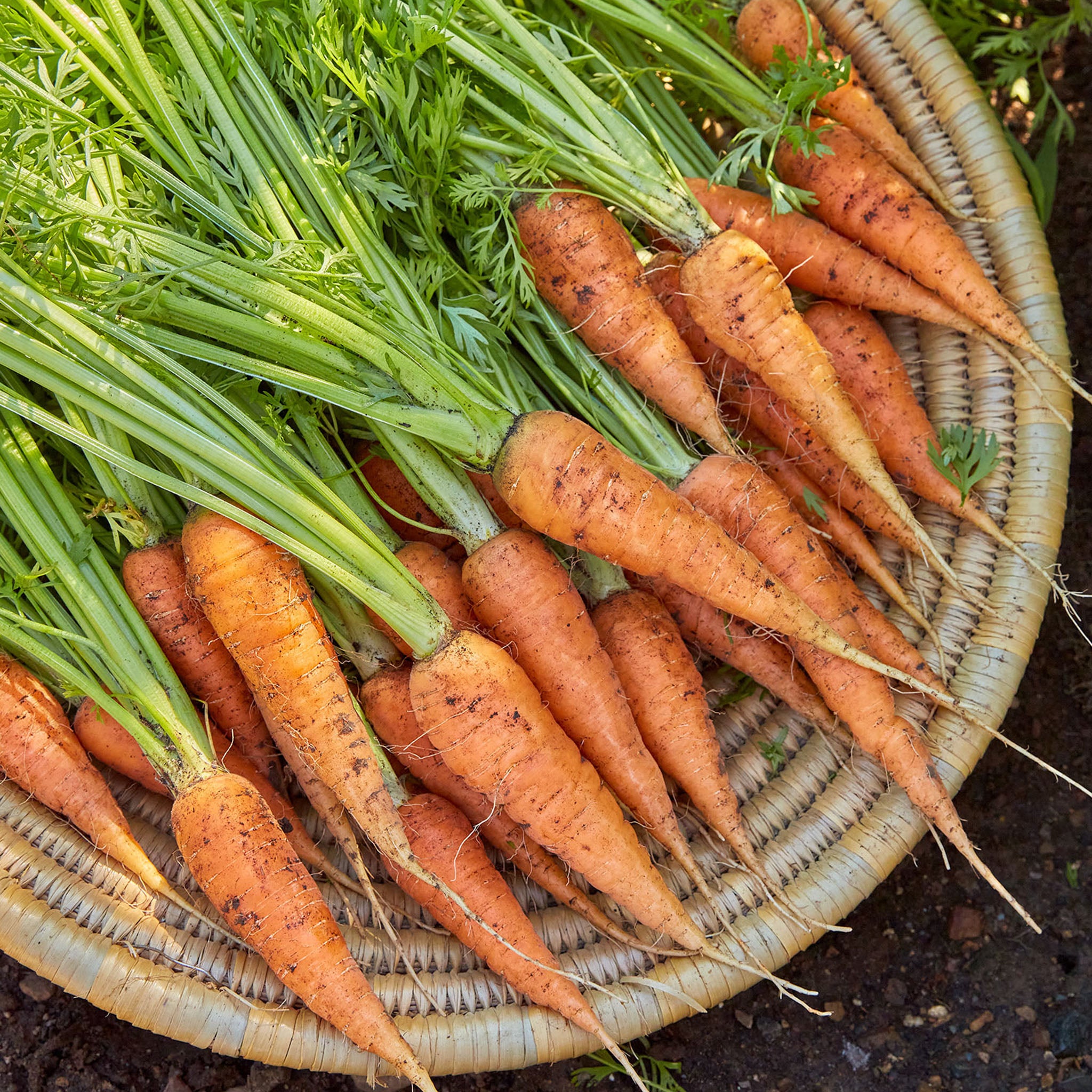 Danvers 126 Carrot