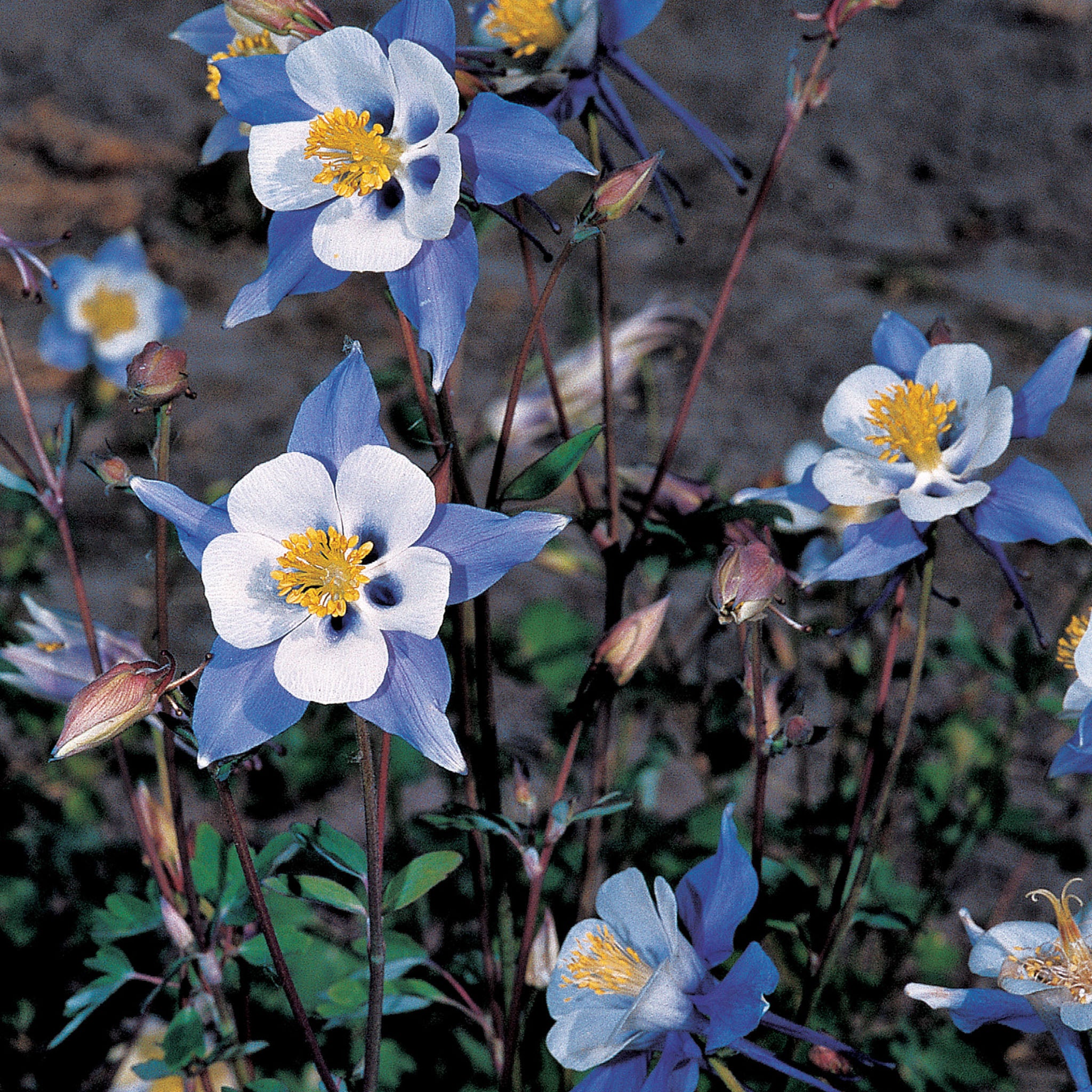 Blue Star Columbine