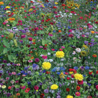 Hummingbird & Butterfly Mix Wildflowers