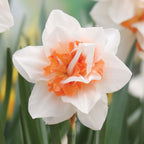 Replete Daffodil Bulbs
