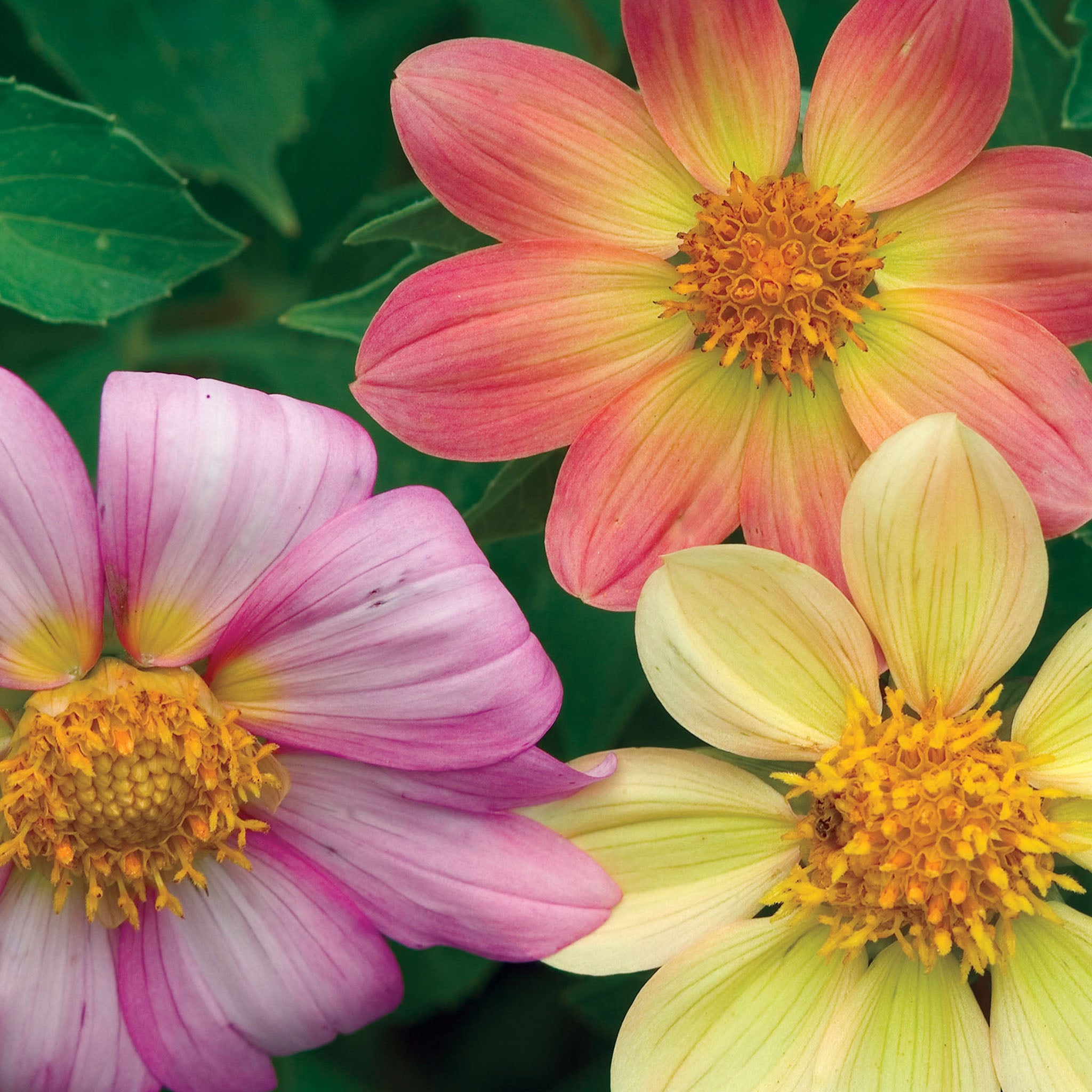 Victoriana Mix Dahlia