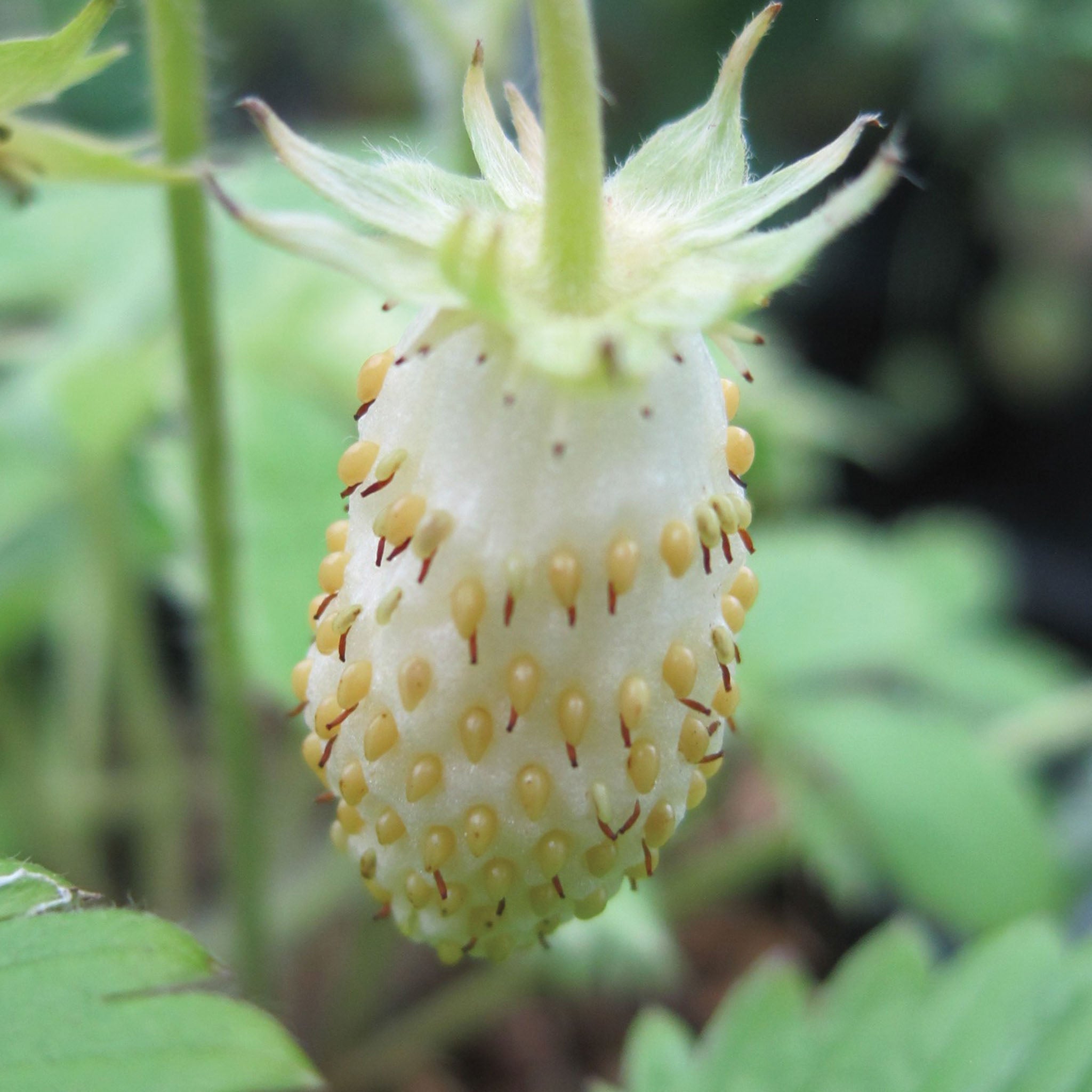 Alpine White Soul Strawberry