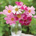 Seashells Mix Cosmos