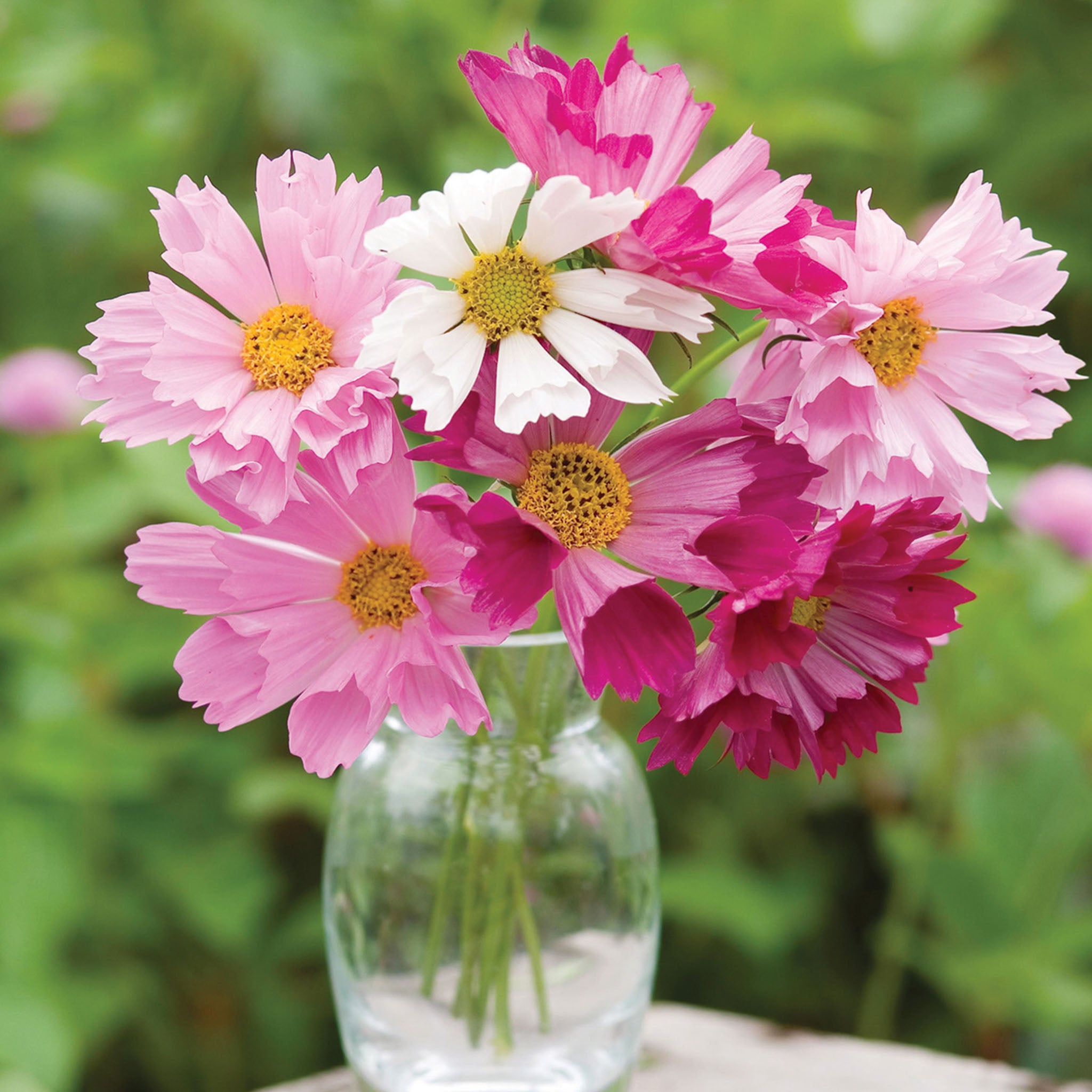 Seashells Mix Cosmos