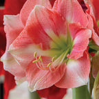 Rosalie Amaryllis Bulb