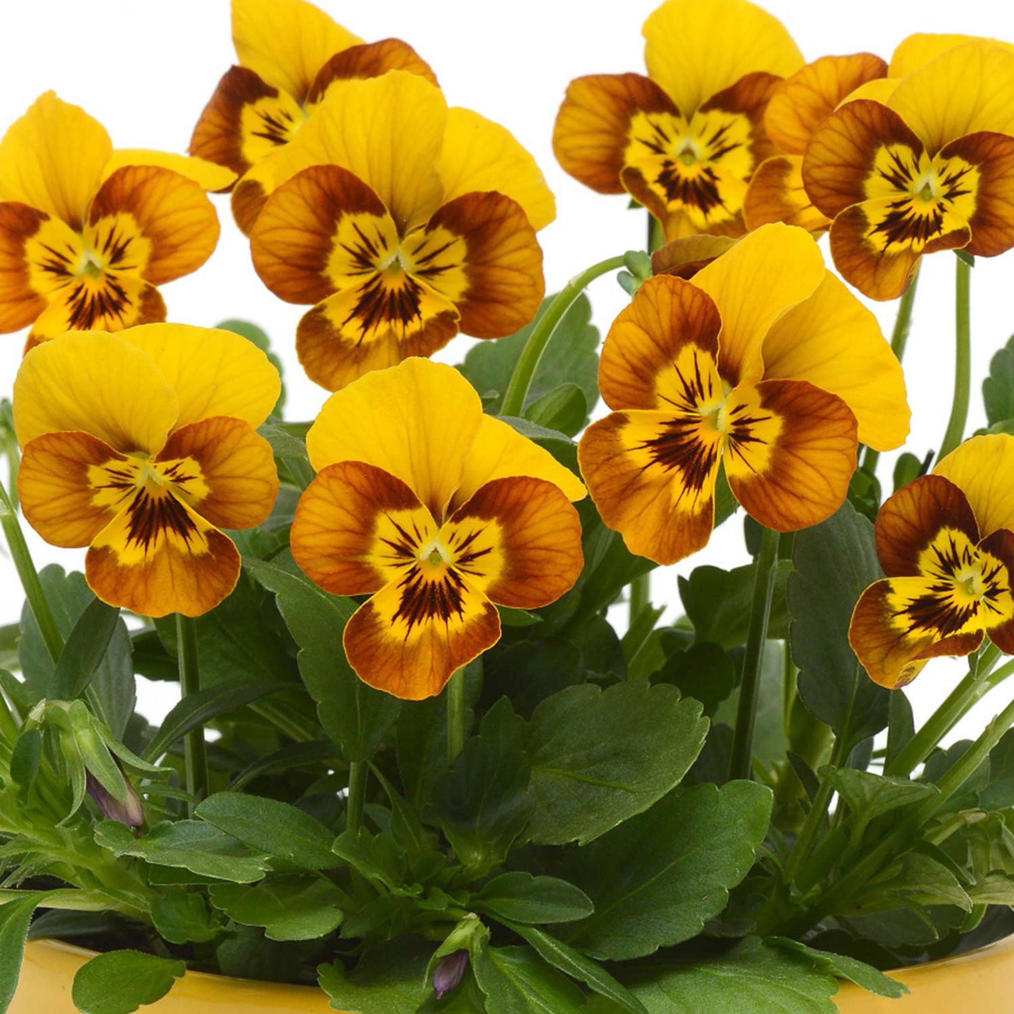 Sorbet Honeybee Viola