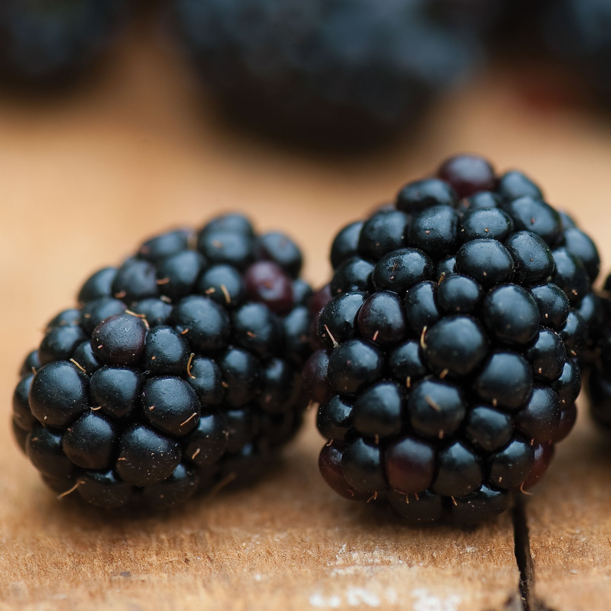 Triple Crown Blackberry