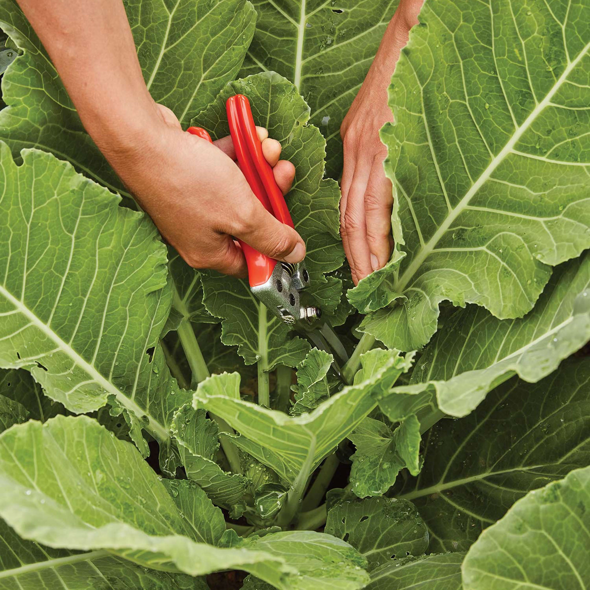 Top Chop Collard Greens