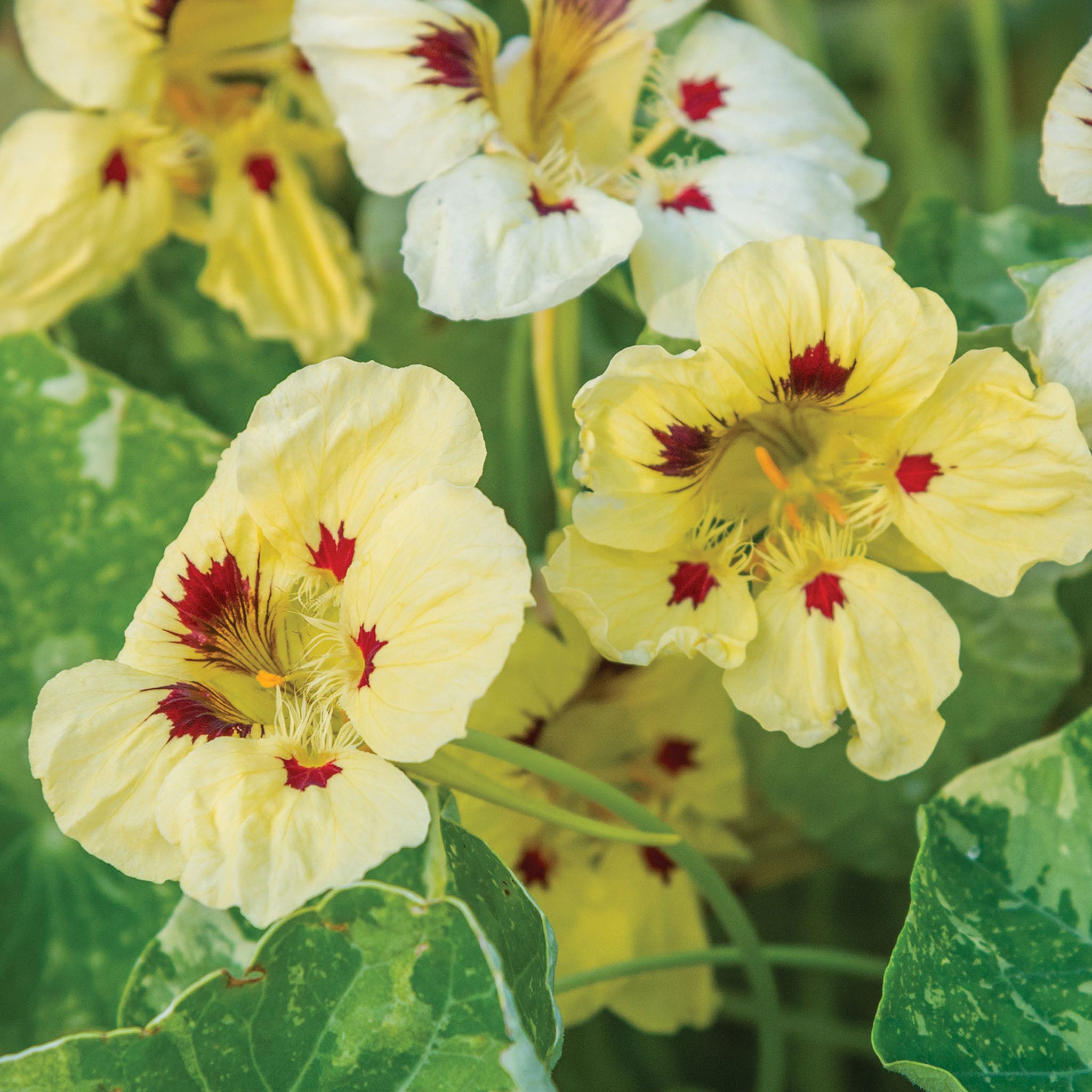 Troika Cream Nasturtium