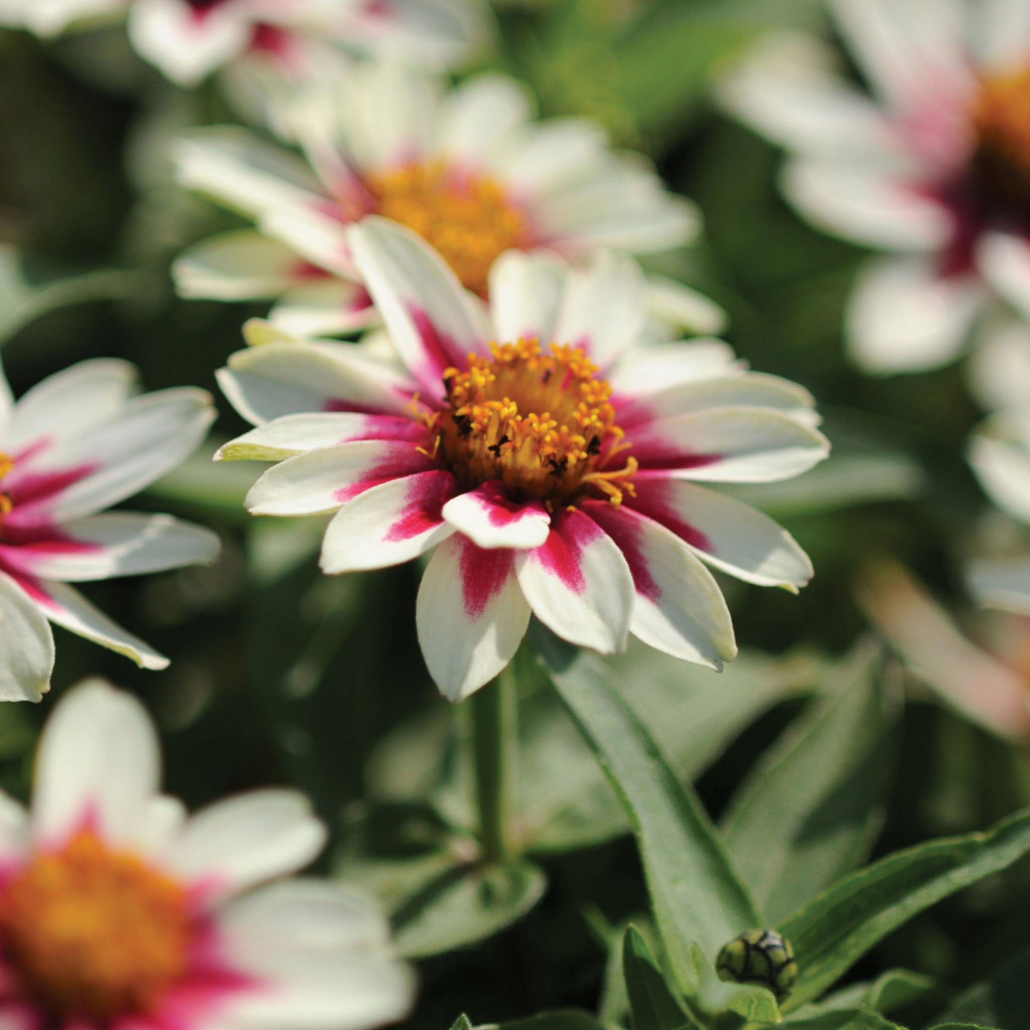 Starlight Rose Zinnia