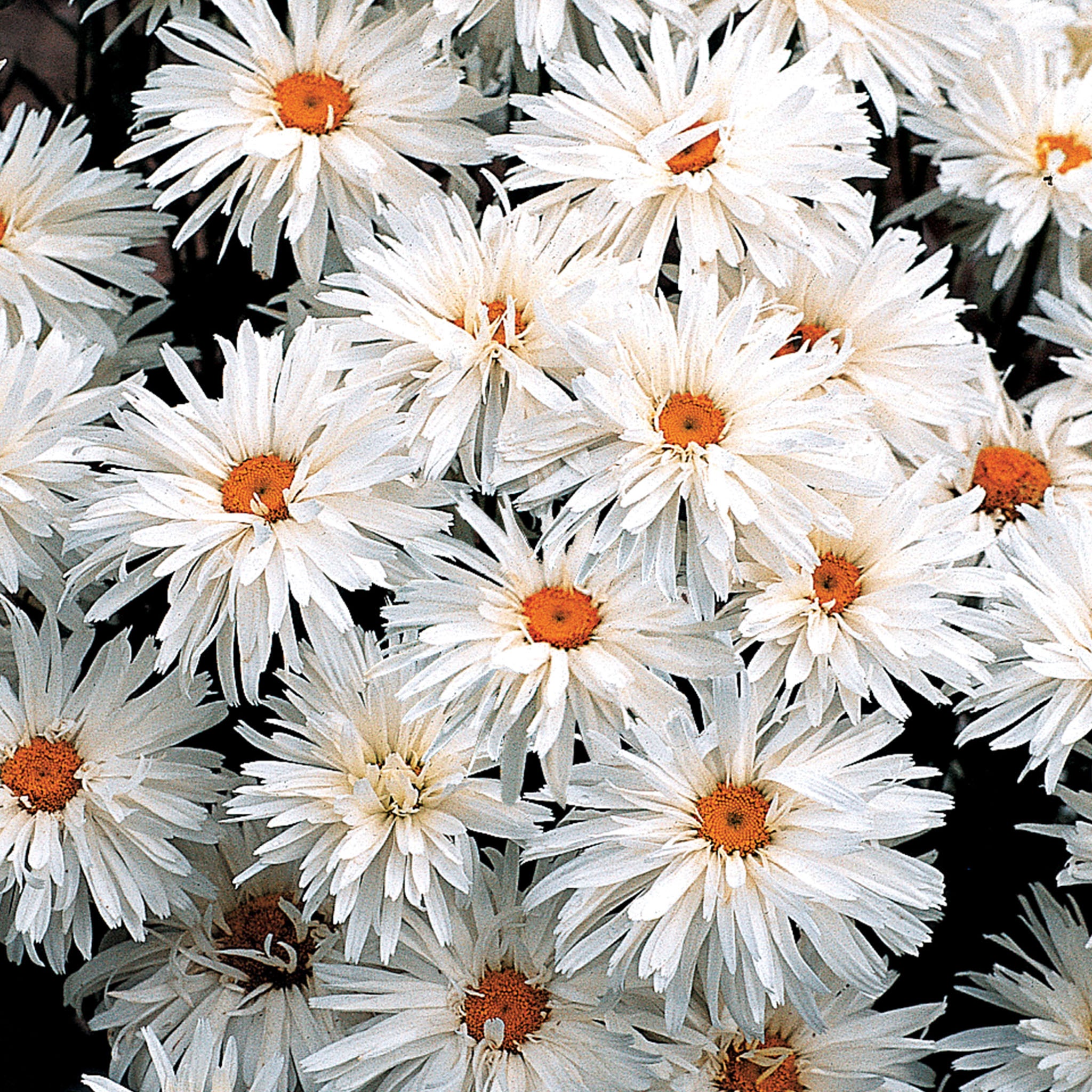 Crazy Daisy Shasta Daisy
