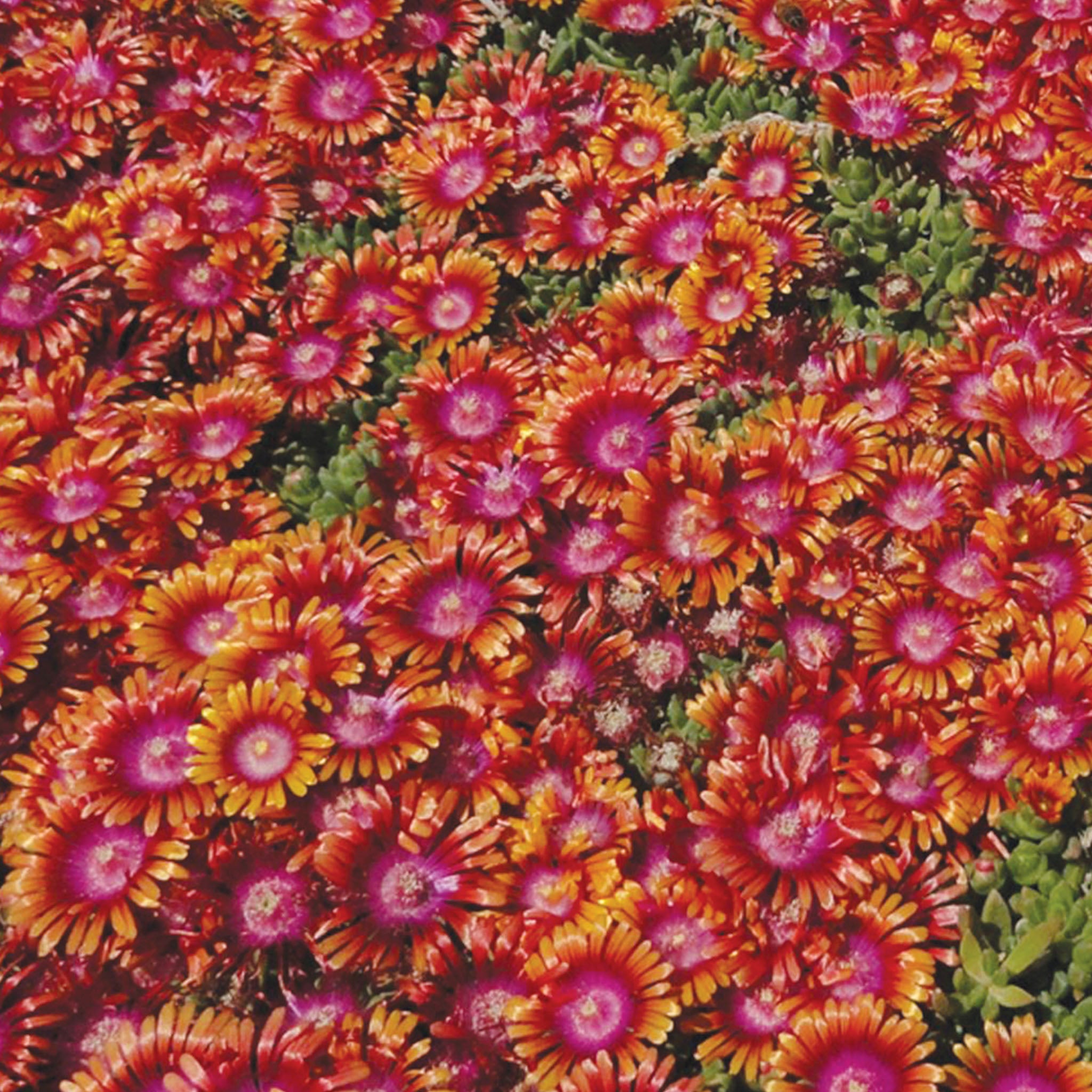 Fire Spinner PPAF Delosperma