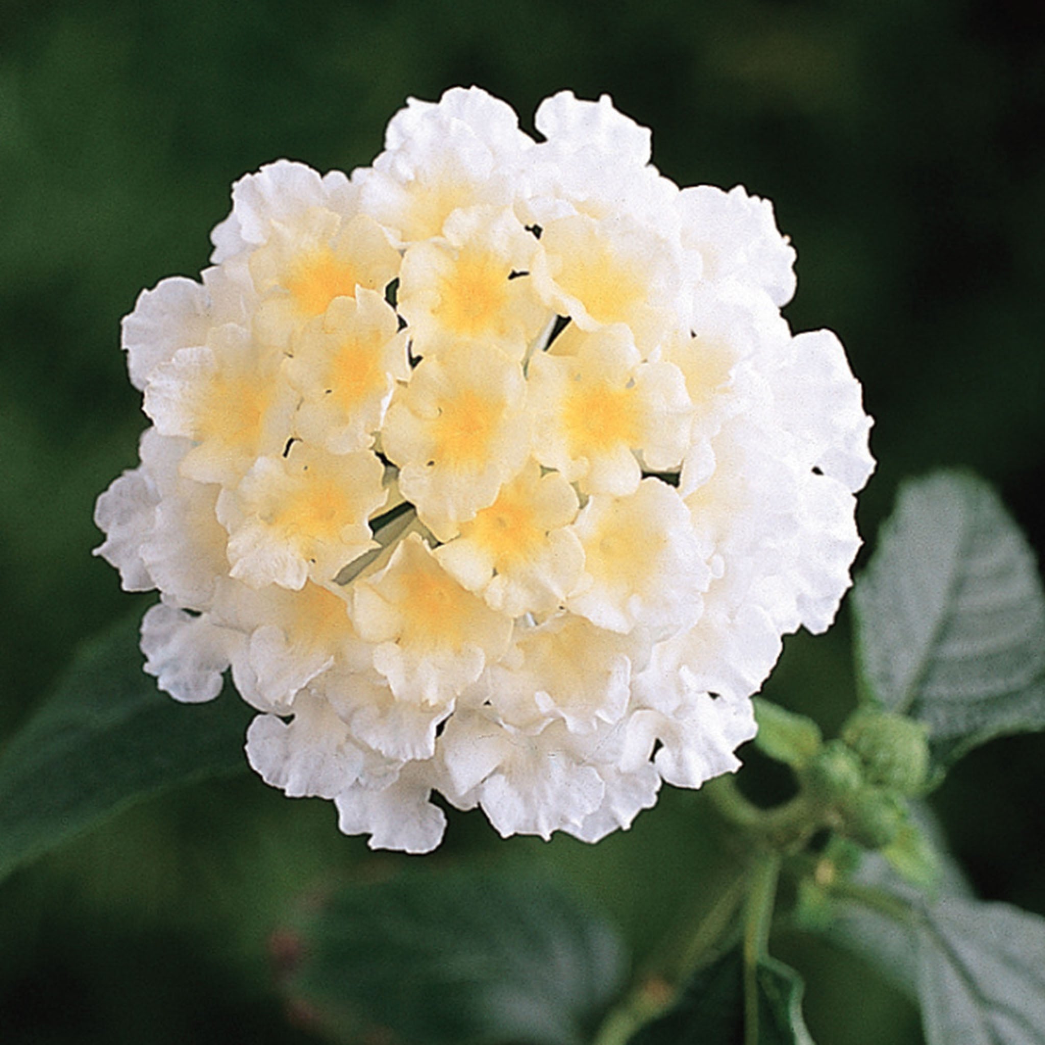 Landmark White Lantana