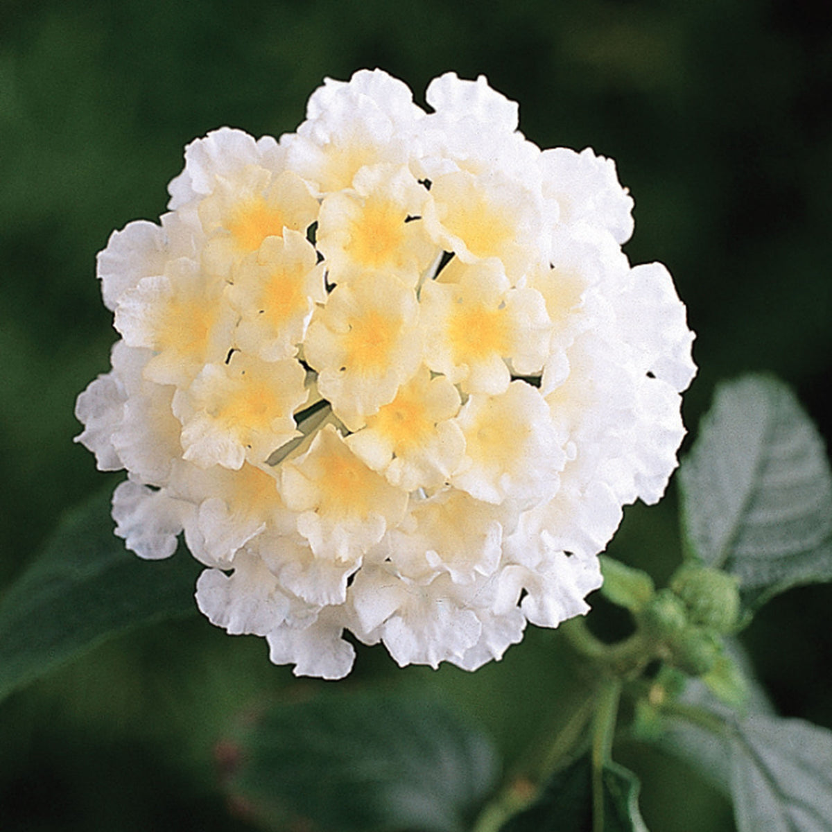 Landmark White Lantana