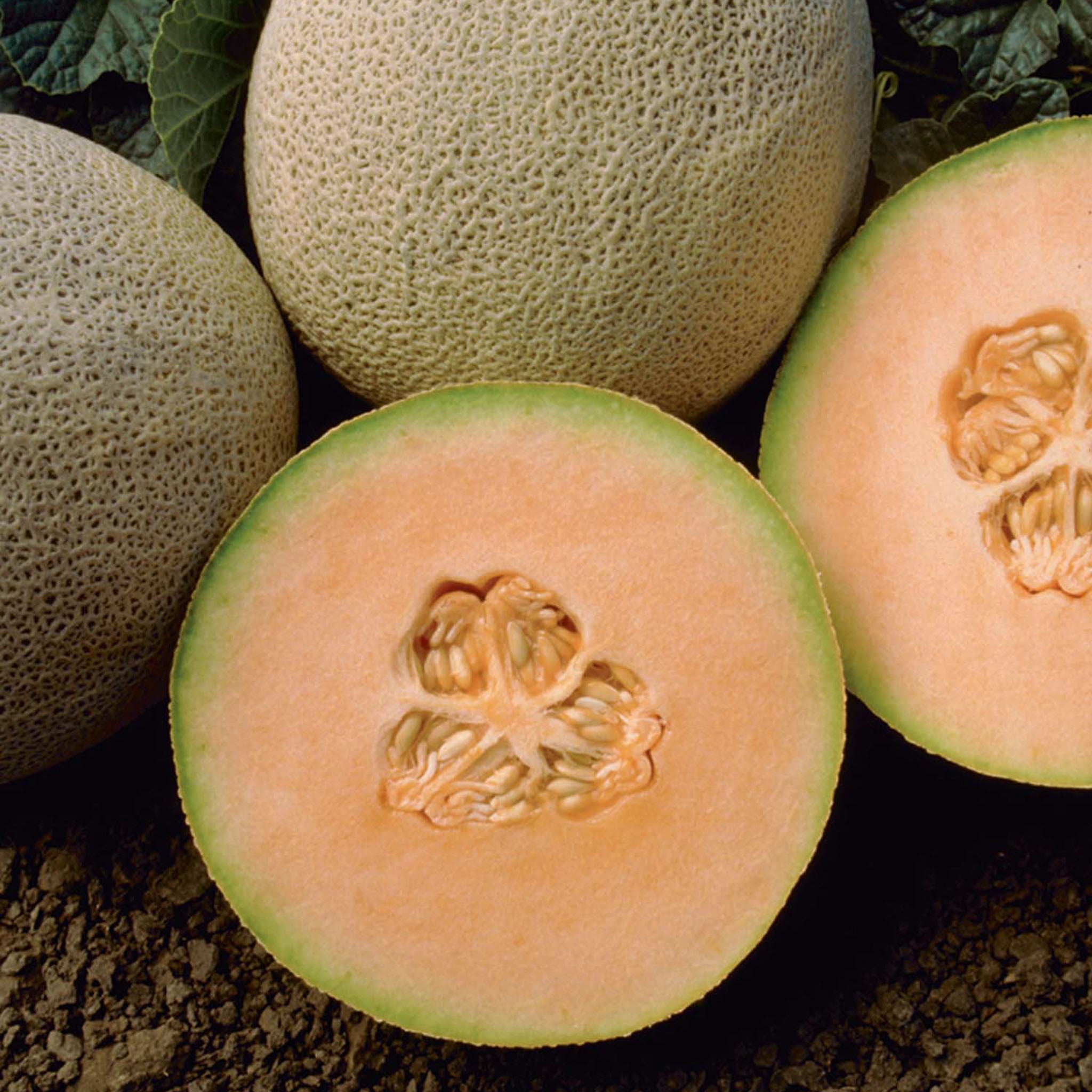Honey Rock Cantaloupe Melon
